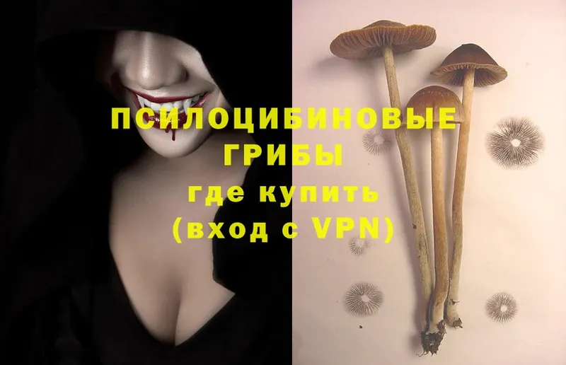 Псилоцибиновые грибы Psilocybine cubensis  что такое наркотик  Петропавловск-Камчатский 